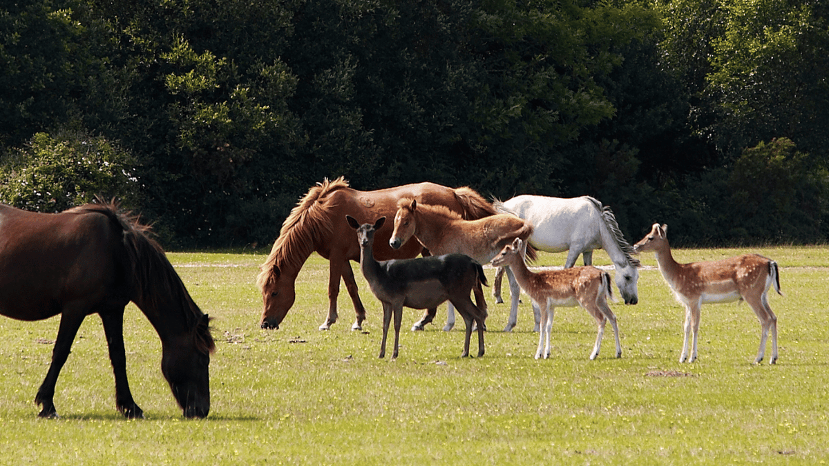 Family Days Out Near Bournemouth: Our Top Picks
